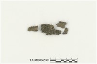 藏品(疣鱗蘚屬)的圖片